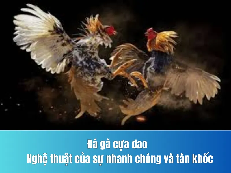 Đá gà cựa dao