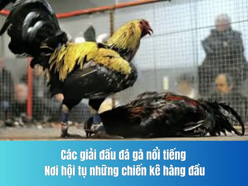 đấu đá gà