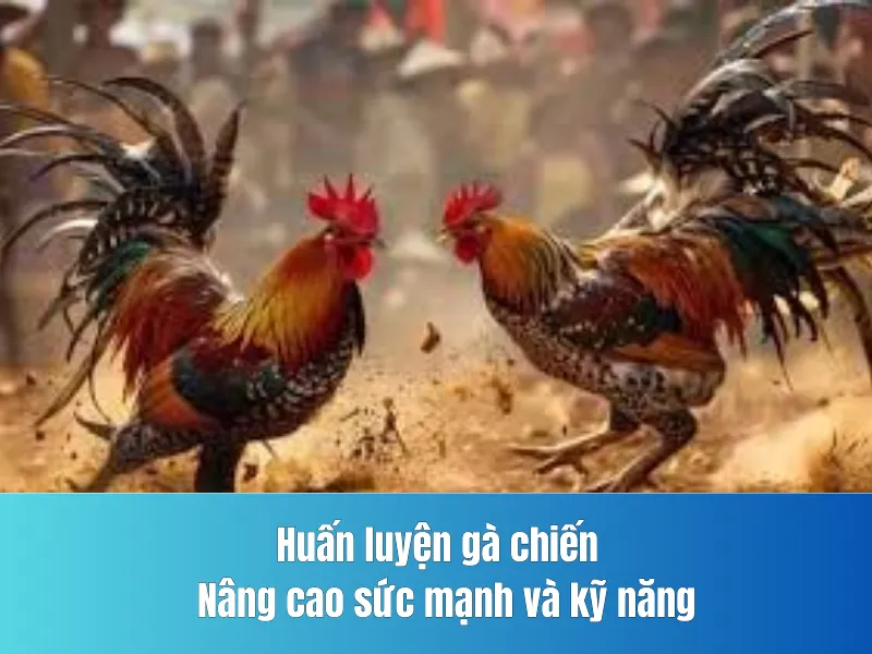 Chọn gà chiến