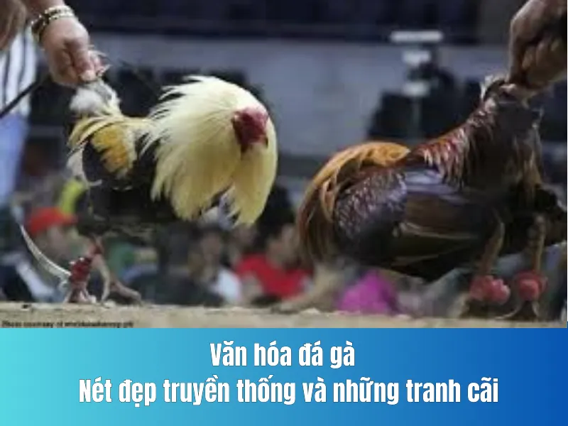 Văn hóa đá gà