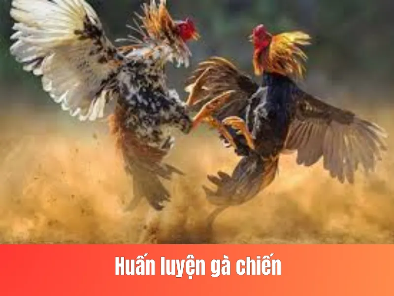 Huấn luyện gà chiến